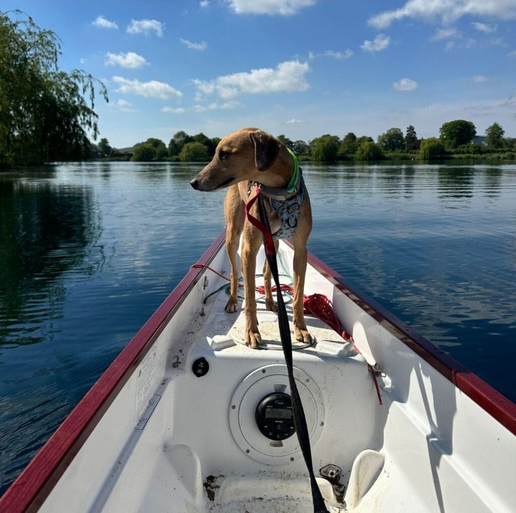 The view is towards the font of the boat where a brown greyhound-like dog is standing looking out over the lake.